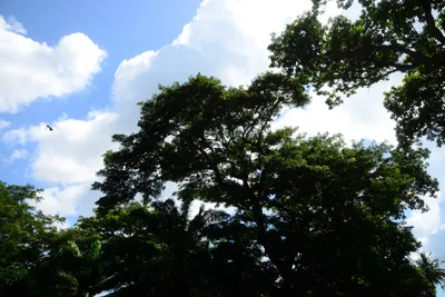 DSC_7945 (Large).JPG